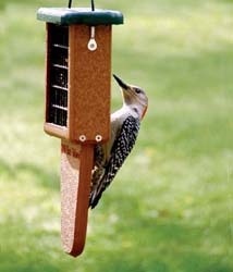 Suet Suet